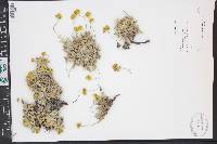 Eriogonum umbellatum var. nevadense image