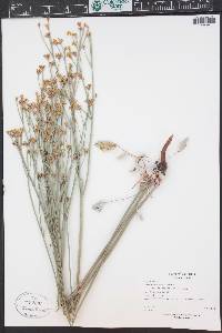 Eriogonum nudum var. oblongifolium image