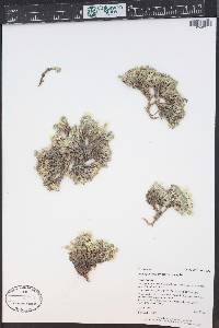 Phlox pulvinata image