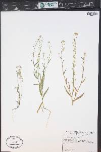 Thysanocarpus curvipes image