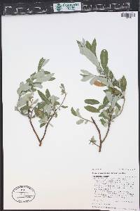 Salix drummondiana image