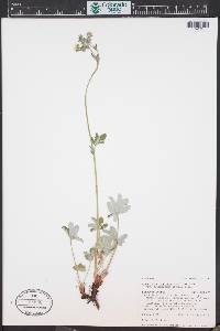 Potentilla pulcherrima image