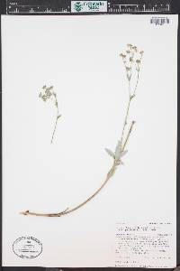 Potentilla pulcherrima image