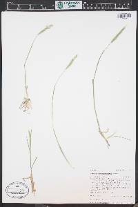 Hordeum brachyantherum image