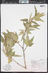 Populus angustifolia image