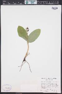Cypripedium fasciculatum image