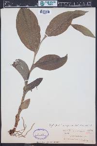 Cypripedium reginae image