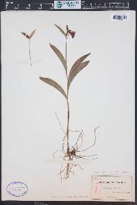 Cypripedium arietinum image