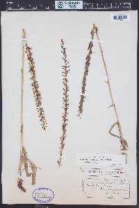 Piperia elegans image