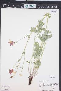 Aquilegia formosa image