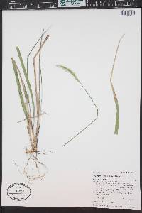 Oryzopsis asperifolia image