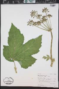Heracleum maximum image
