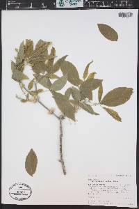Acer negundo var. interius image