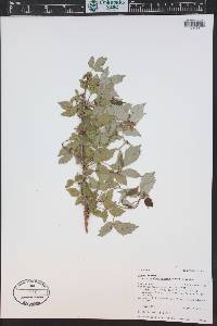 Rubus idaeus subsp. melanolasius image
