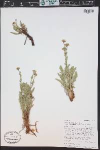 Geum rossii image