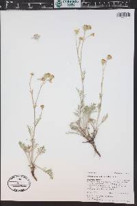Hymenopappus filifolius var. polycephalus image