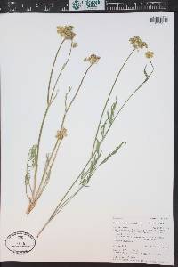 Pseudocymopterus montanus image