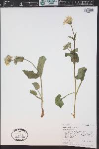Arnica cordifolia image