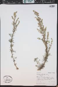 Artemisia ludoviciana subsp. incompta image