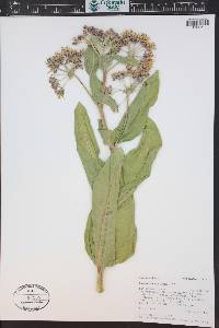 Asclepias speciosa image