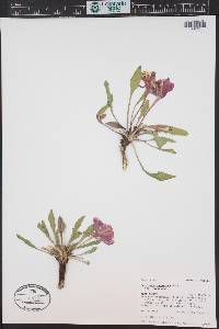 Oenothera cespitosa image