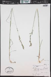 Melica californica image