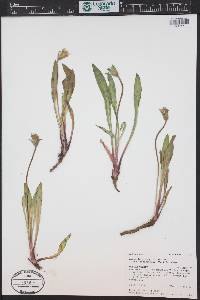 Agoseris glauca var. dasycephala image