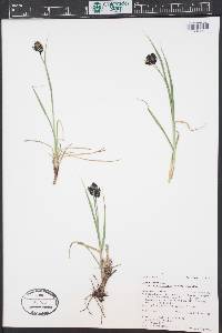 Carex chalciolepis image