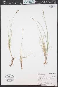 Carex foenea image