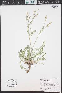 Polemonium pulcherrimum image