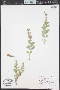 Penstemon montanus image