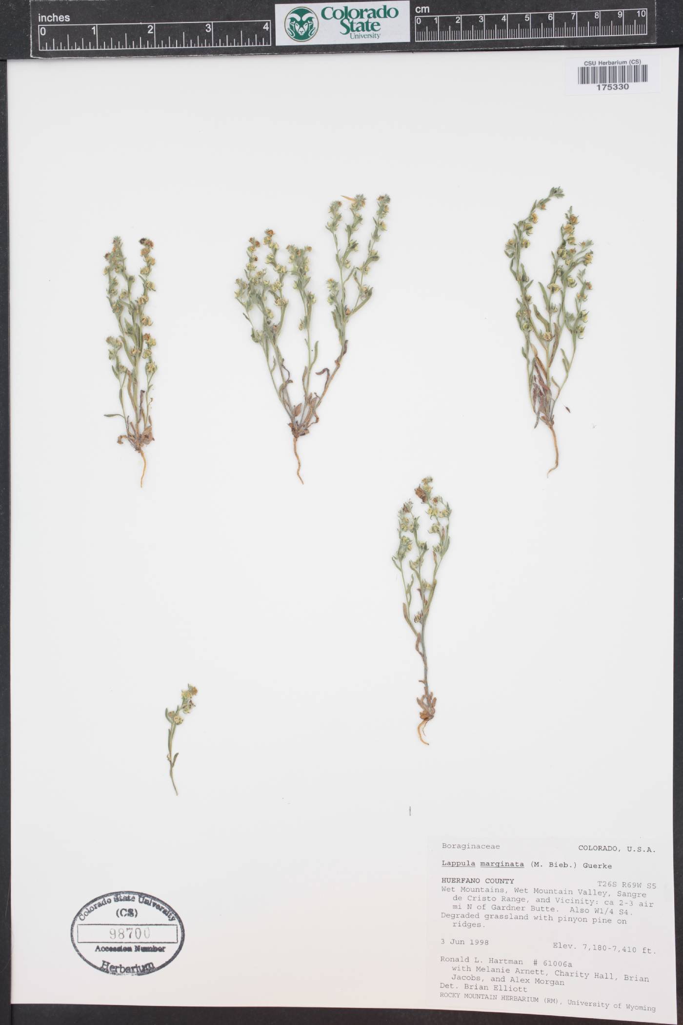 Lappula marginata image