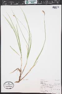 Carex foenea image