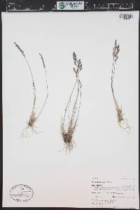 Poa abbreviata image