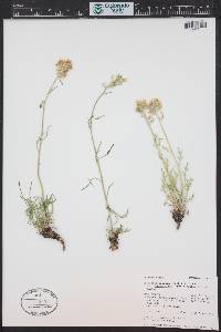 Ipomopsis spicata image