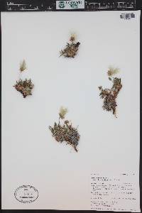 Dryas hookeriana image