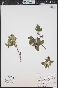 Rubus idaeus subsp. melanolasius image