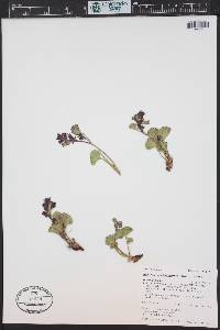 Telesonix heucheriformis image