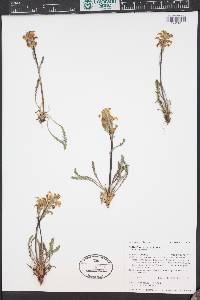 Pedicularis parryi image
