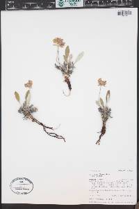 Eriogonum flavum image