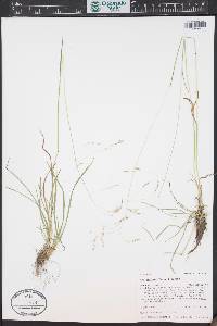 Poa reflexa image