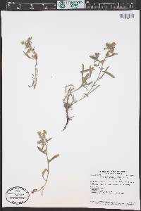 Oreocarya suffruticosa image
