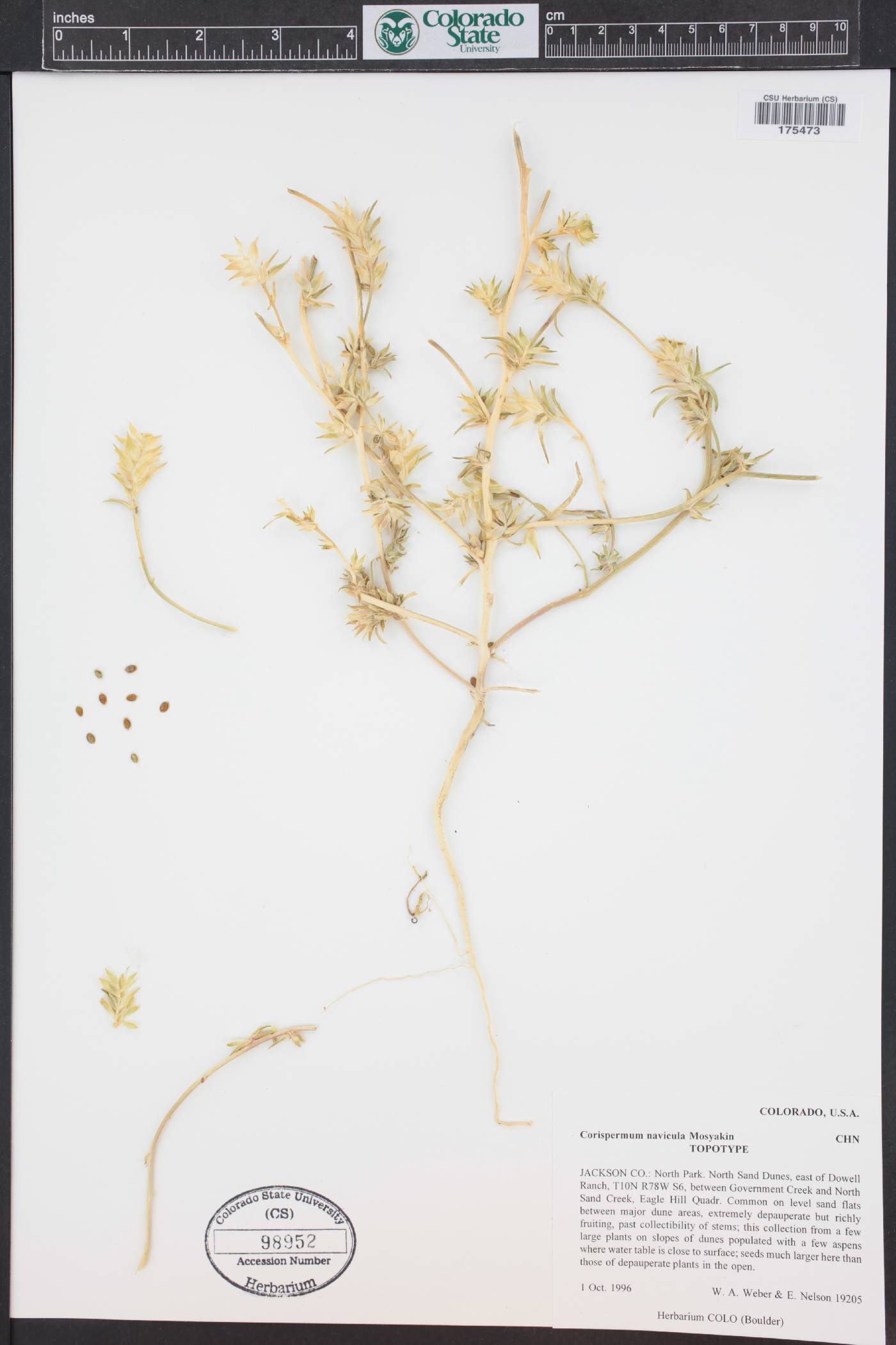 Corispermum navicula image