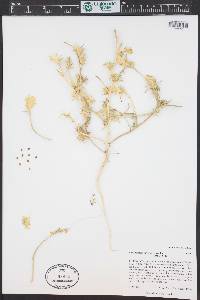 Corispermum navicula image