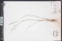 Poa nemoralis image
