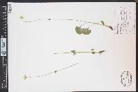 Parnassia fimbriata image
