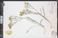Eriogonum brevicaule image
