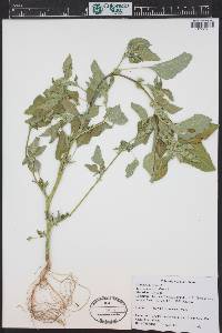 Amaranthus retroflexus image