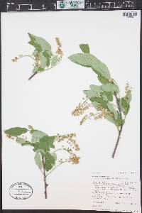 Prunus virginiana var. demissa image