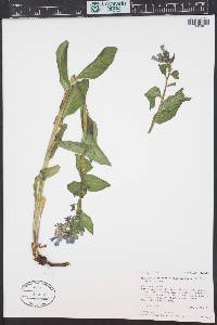 Mertensia ciliata image